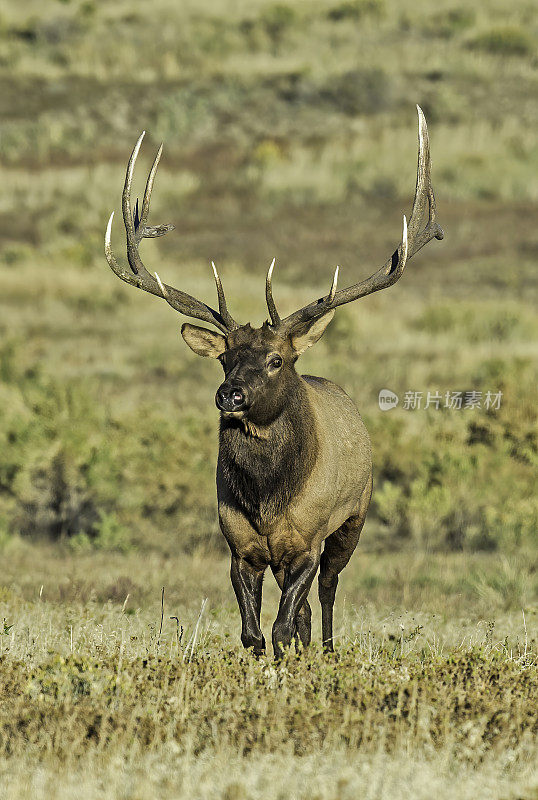 雄性落基山麋鹿(Cervus canadensis nelsoni)是在落基山和黄石国家公园发现的麋鹿的一个亚种。在有鹿角的秋天和发情期。